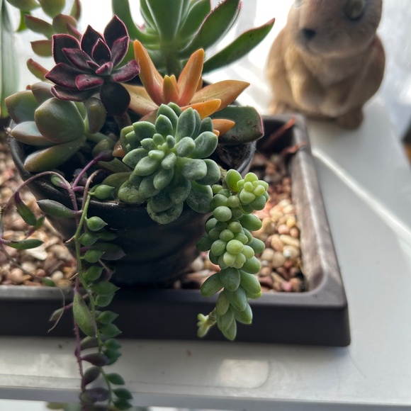 Rare Succulents Cuttings Collection 1 - Picture 3 of 4